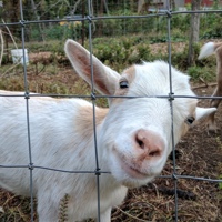 A goat poking through a fence.