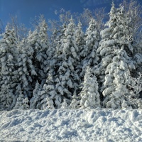 Trees covered in snow.